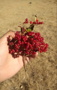 Unknown fruit in Darchula