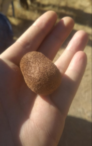 Darchula kiwi